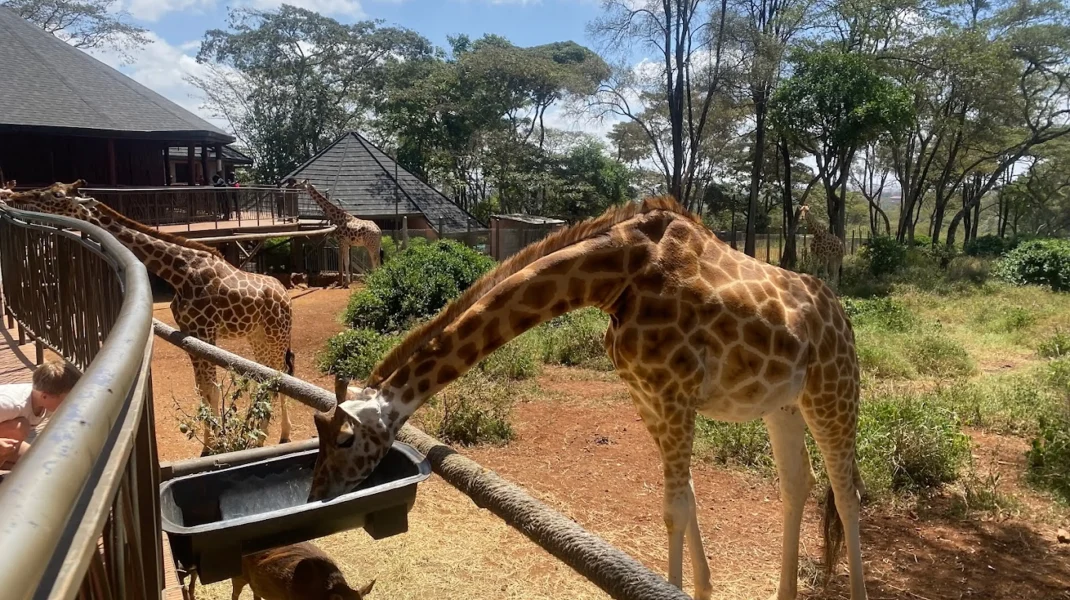 Giraffe Centre Nairobi